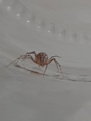 Scytodes thoracica