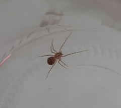 Scytodes thoracica