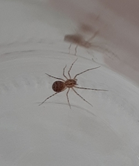 Scytodes thoracica