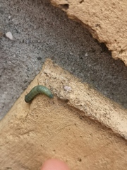 Tortrix viridana