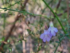Prostanthera sejuncta