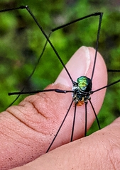 Pseudogagrella cyanea