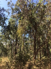 Decaisnina brittenii