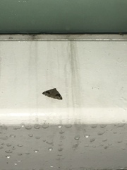 Bastilla joviana