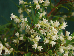 Leucopogon pimeleoides