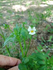 Viola arvensis