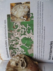 Spirobranchus triqueter