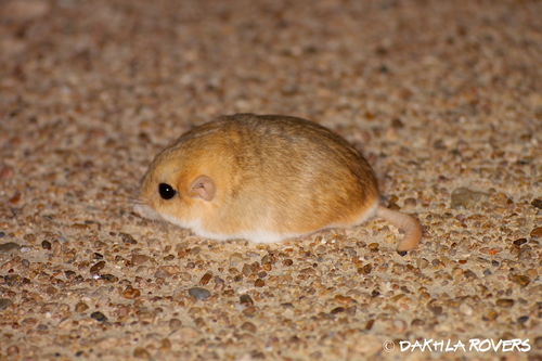 Pachyuromys duprasi