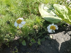 Tripleurospermum inodorum