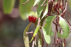 Decaisnina brittenii