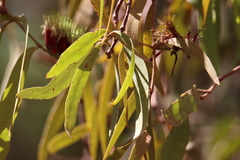 Decaisnina brittenii