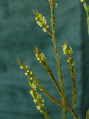 Ochrosperma lineare