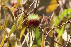 Decaisnina brittenii