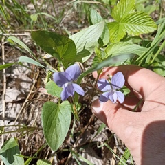 Viola nemoralis