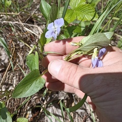 Viola nemoralis