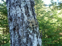 Sphaerophorus globosus