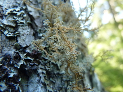 Sphaerophorus globosus