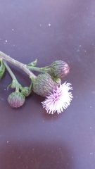 Cirsium arvense