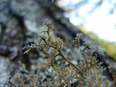 Sphaerophorus globosus