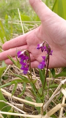 Lathyrus vernus