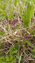 Lathyrus vernus