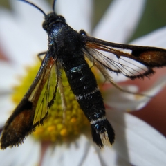 Pyropteron chrysidiformis chrysidiformis