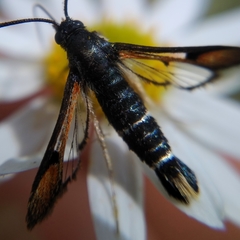 Pyropteron chrysidiformis chrysidiformis