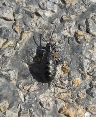 Arima marginata
