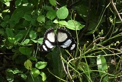 Hypolimnas deceptor deceptor