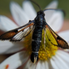 Pyropteron chrysidiformis chrysidiformis