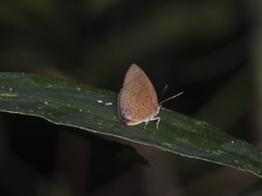 Arhopala antimuta