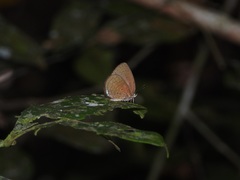 Arhopala antimuta