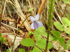 Viola epipsila