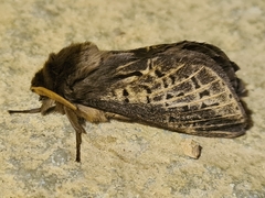 Oxycanus antipoda