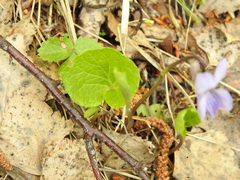 Viola epipsila