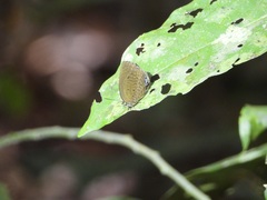 Arhopala muta