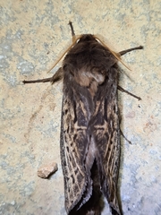 Oxycanus antipoda