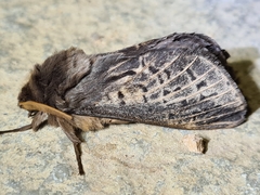 Oxycanus antipoda