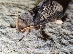 Oxycanus antipoda