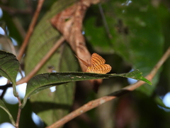 Zemeros emesoides