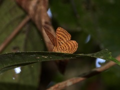 Zemeros emesoides
