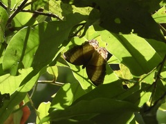 Cirrochroa satellita