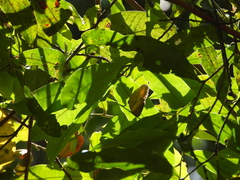 Cirrochroa satellita