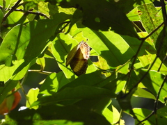 Cirrochroa satellita