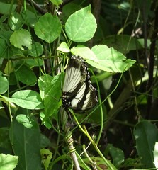 Hypolimnas deceptor deceptor