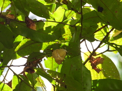 Cirrochroa satellita