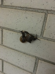 Macrochlamys nitidissima