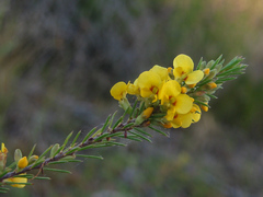 Dillwynia floribunda