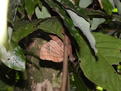 Amathuxidia amythaon