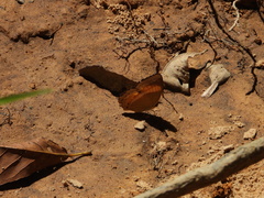 Cirrochroa satellita